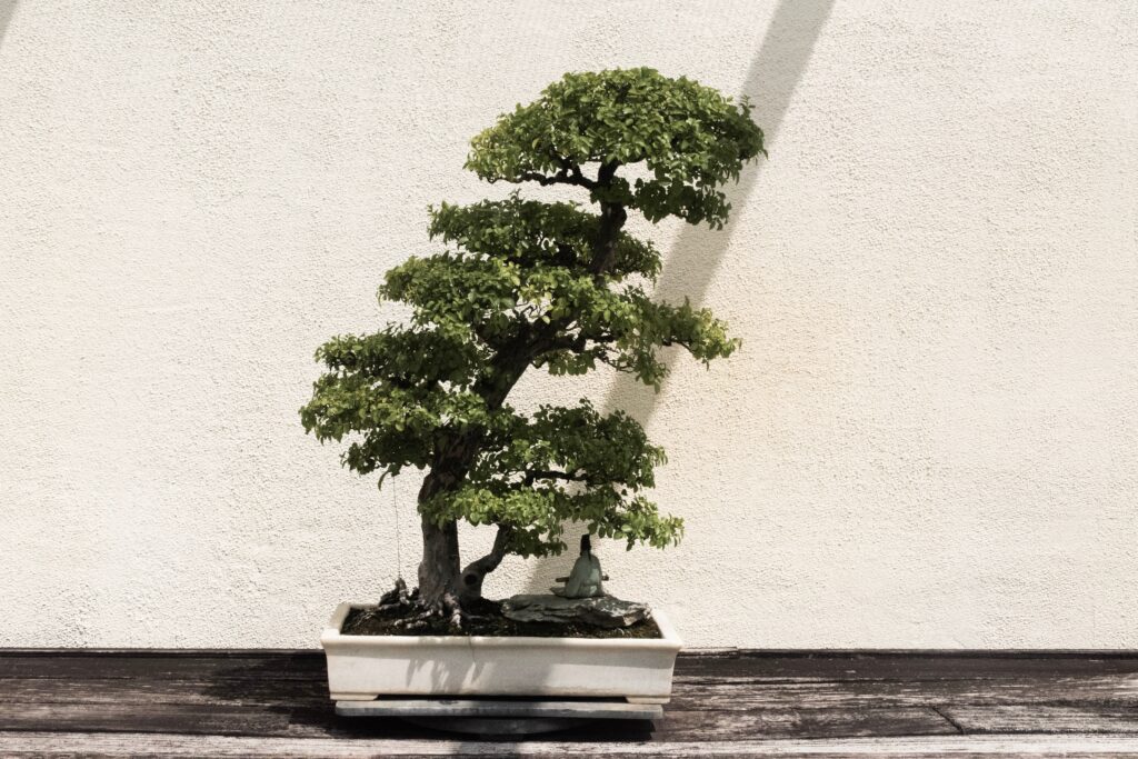 Saiba quais plantas podem trazer má sorte para a sua casa (12/04)