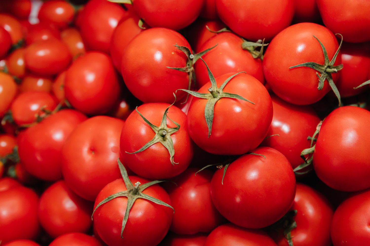 Efeitos colaterais perigosos de consumir tomates todos os dias