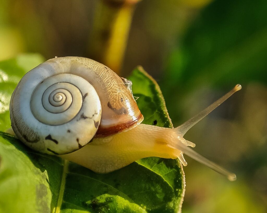 Veneno de caracol é capaz de aliviar dores intensas