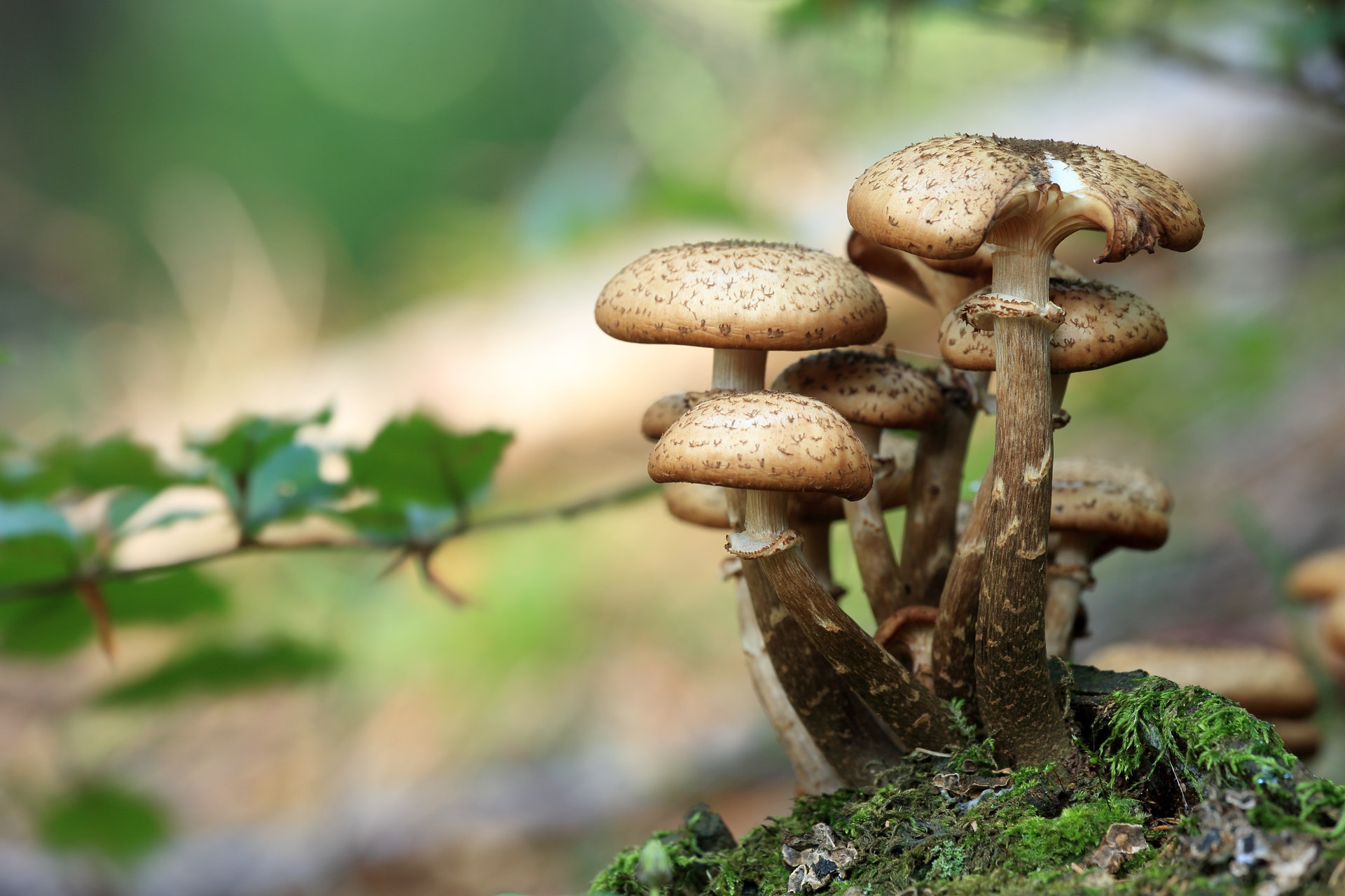 Cogumelos podem falar, Foto: Pexels.