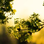 beneficios-da-planta-abajeru