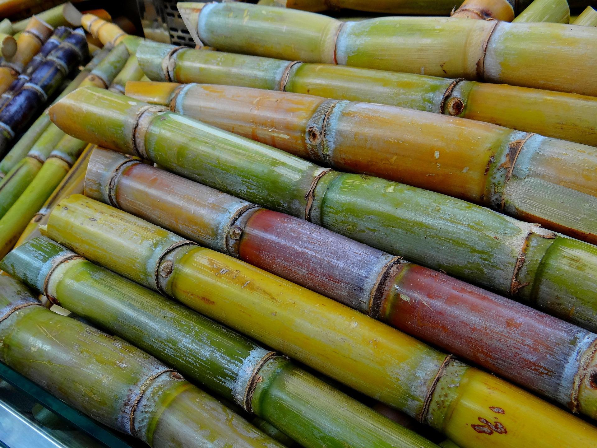 Cana-de-açúcar: Saiba como cultivar essa planta em casa