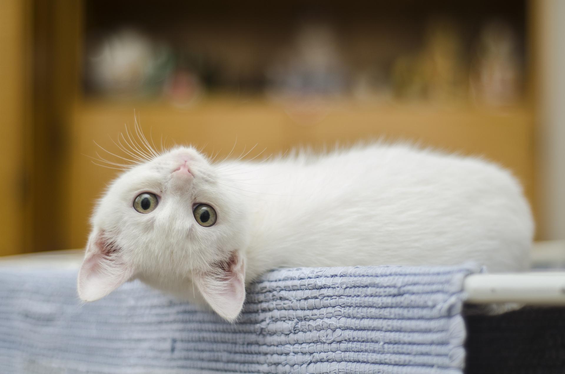 Confira alguns cuidados necessários para quem dorme com gatos