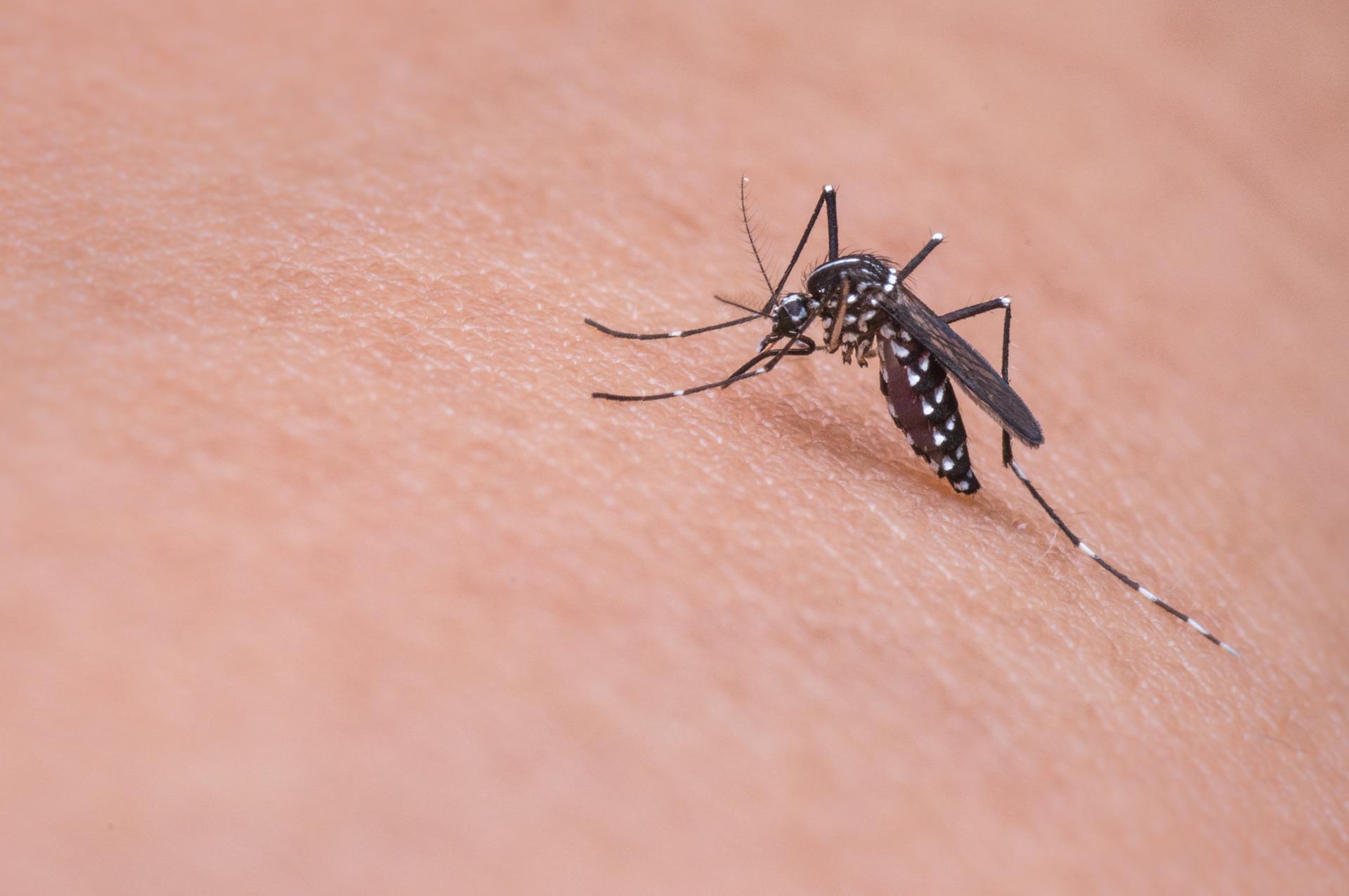Como os mosquitos encontram humanos para picar, Foto: Pixabay.