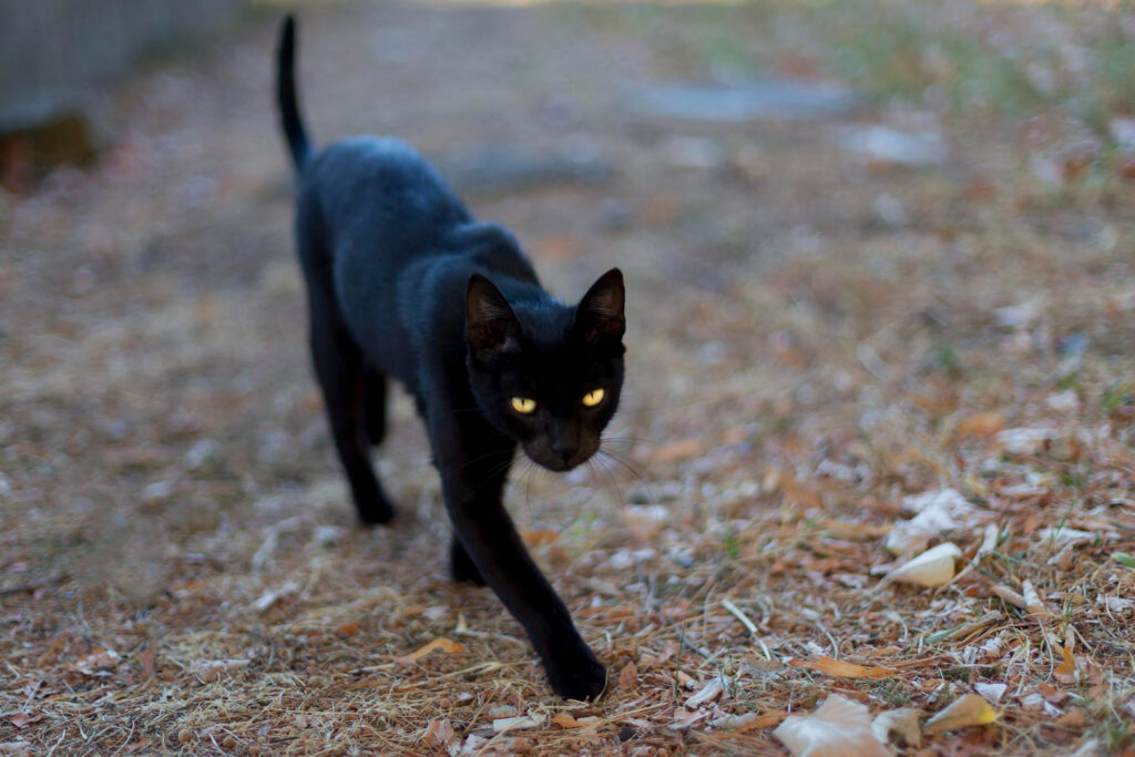 Por que os olhos dos gatos brilham no escuro?