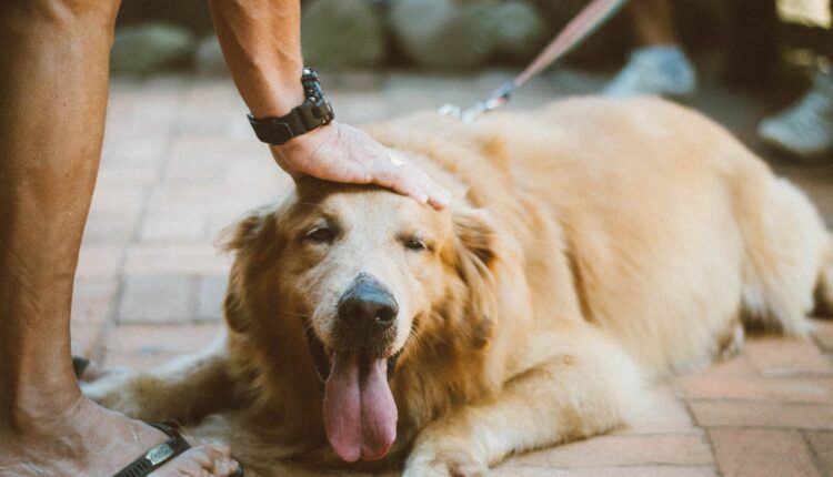 Esse cachorro sorriu para a foto logo depois de doar sangue para ajudar outros cães