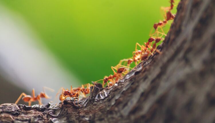 Formigas no tratamento de câncer, Foto: Pixabay.