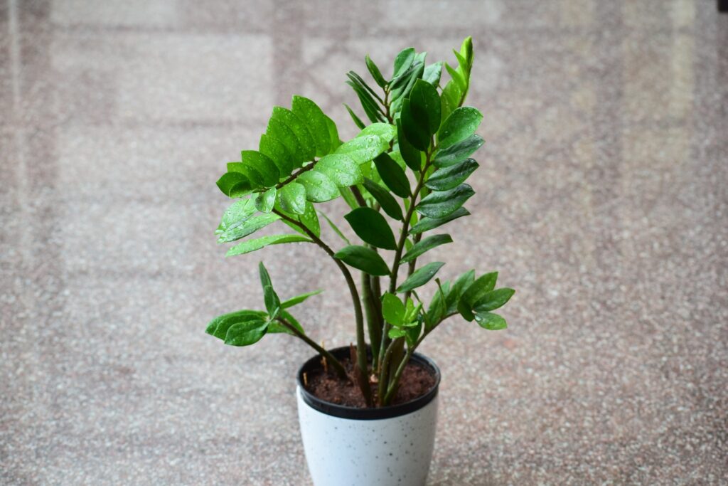 Plantas que não precisam de luz solar, Foto: Pexels.