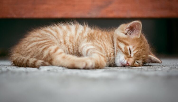 Soneca dos gatinhos