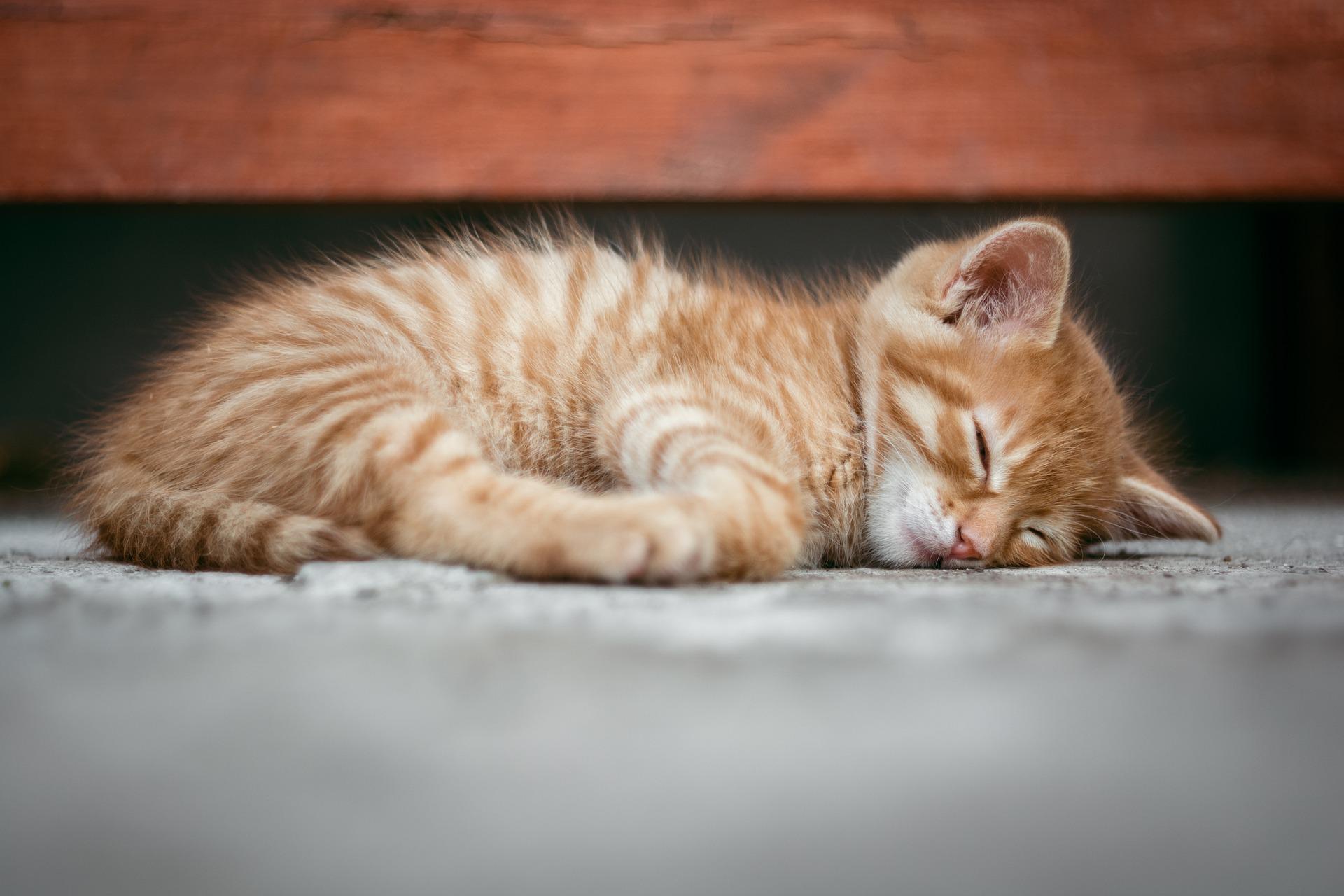 Soneca dos gatinhos