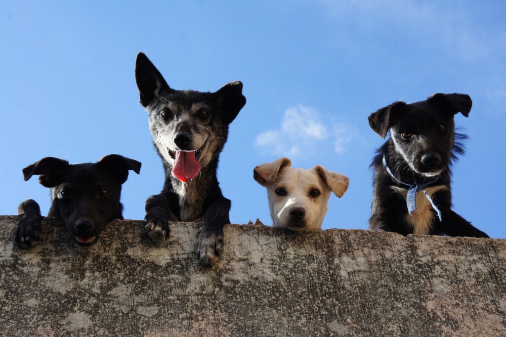Raças de cães extintas, Foto: Pexels.