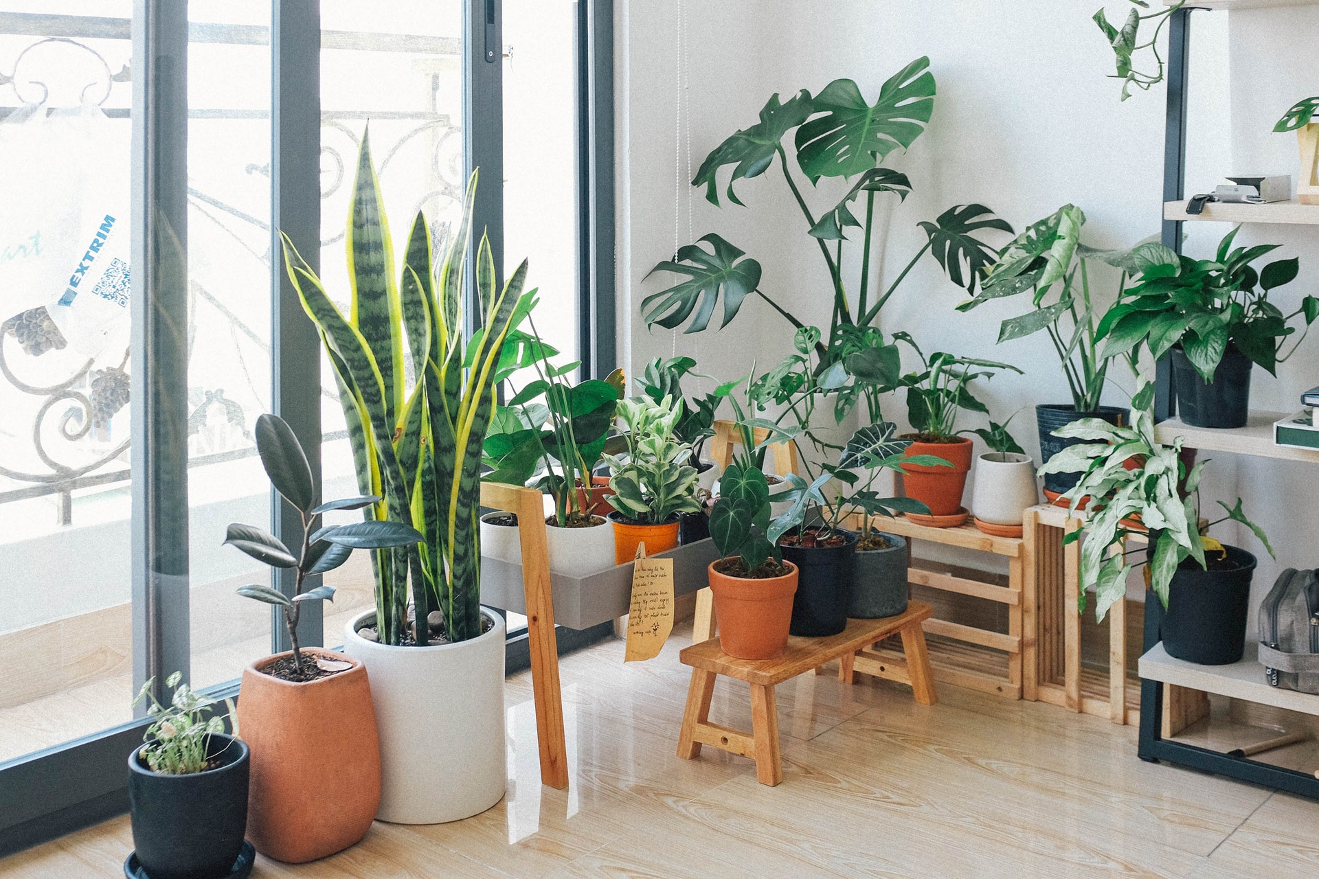 Dica boa: Veja quais plantas cultivar na água para decorar sua casa