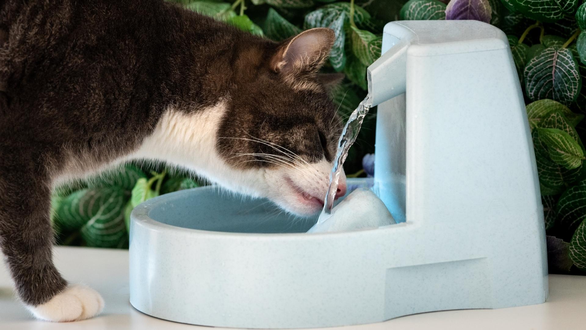 Como fazer gatos beberem água, Foto: Canva.