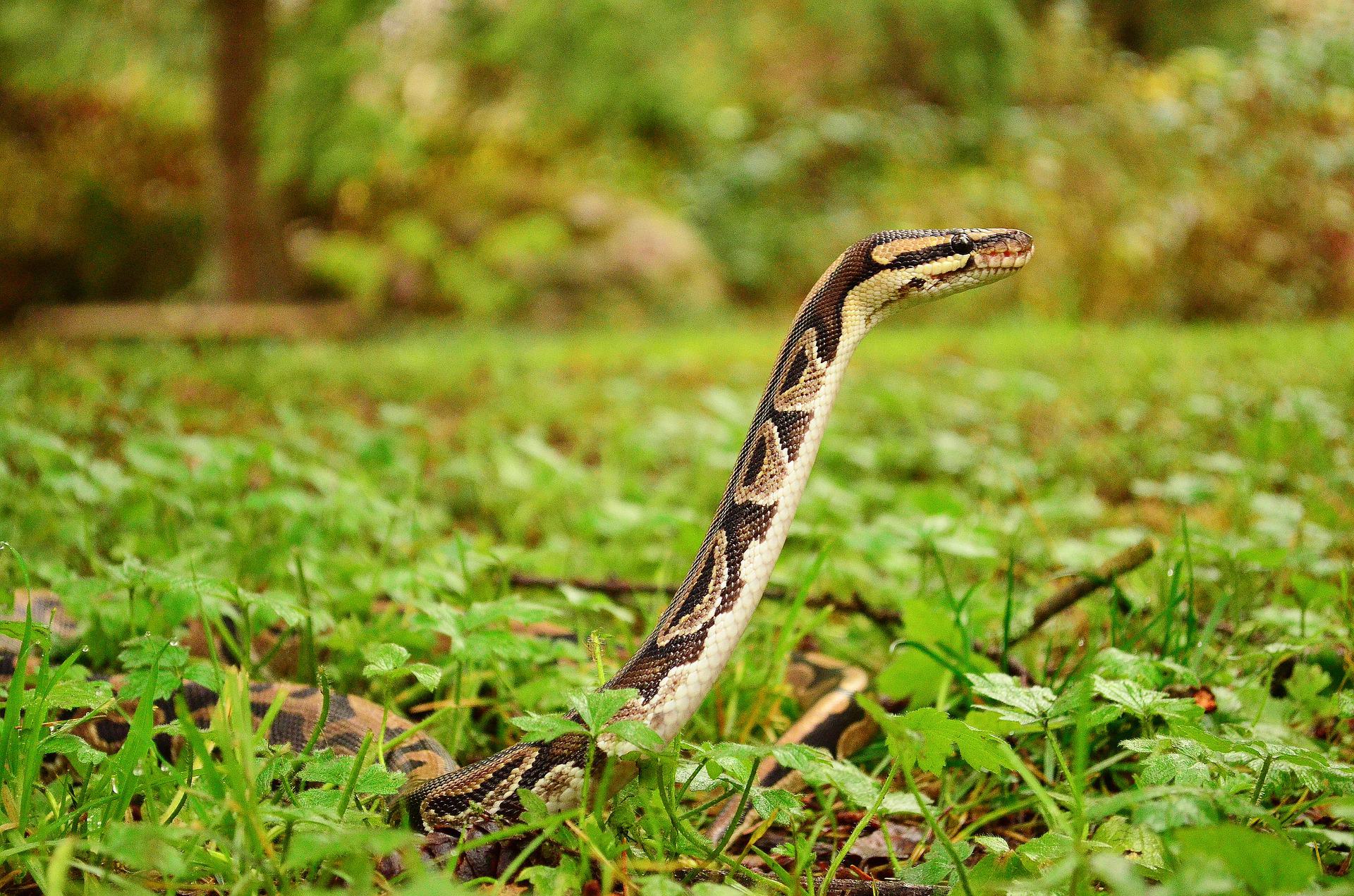 Você consegue encontrar a cobra em meio às tartarugas nesta imagem?