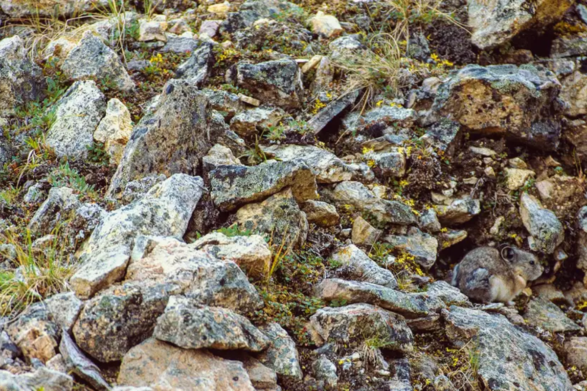 Você consegue ver o animal que está escondido nessa imagem?