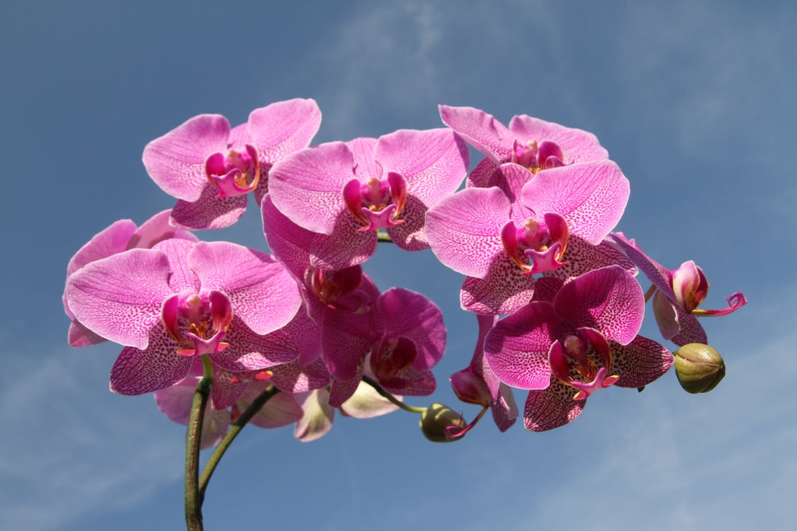 como salvar orquídea