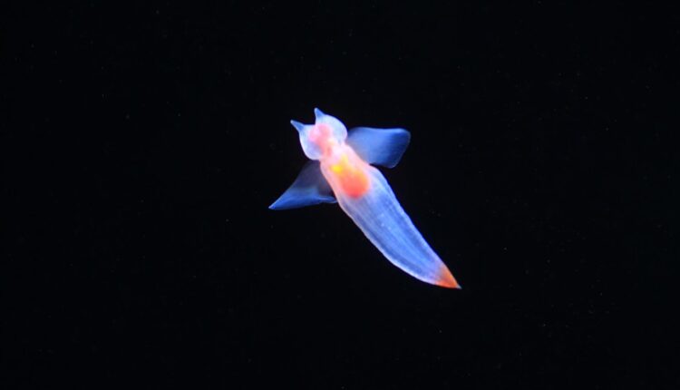 Animais marinhos noturnos, Foto: Canva.