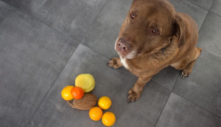 Frutas proibidas para cachorros, Foto: Canva.