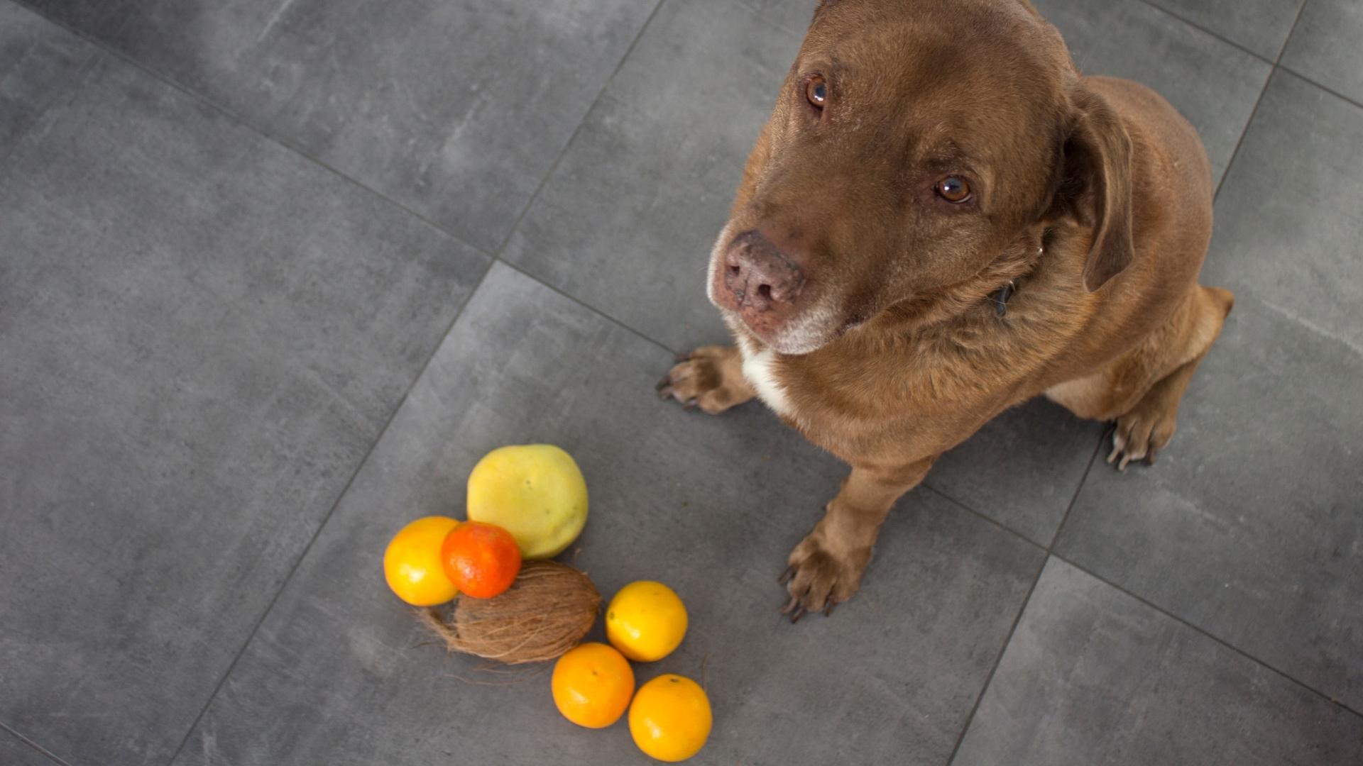 Mais de 1 milhão: 3 raças de cães são as mais caras do mundo. 