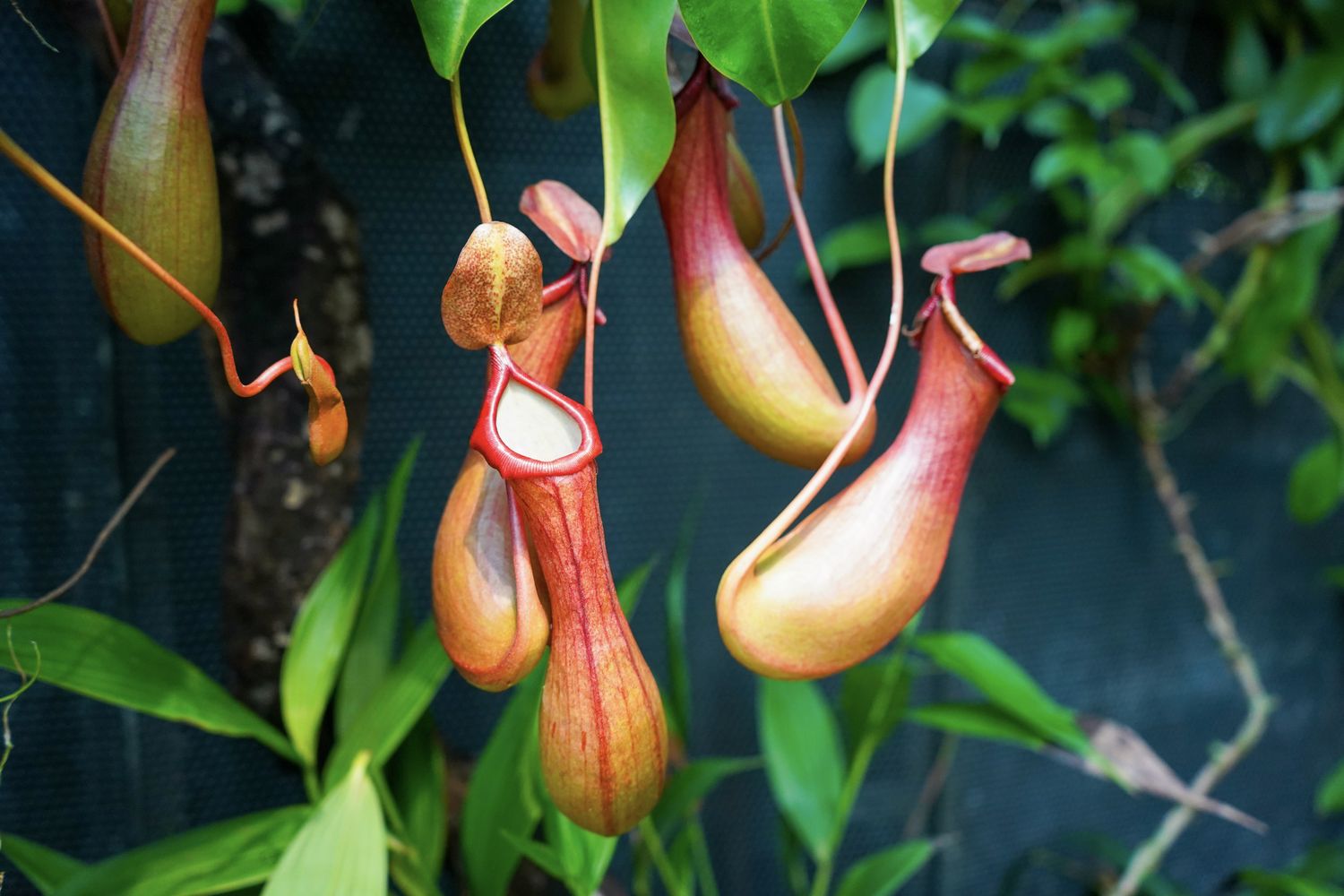 Conheça a planta carnívora que fica escondida no subsolo e agarra diversas presas