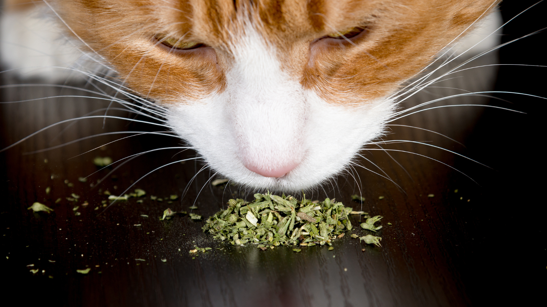 Como plantar e cuidar da sua erva de gato