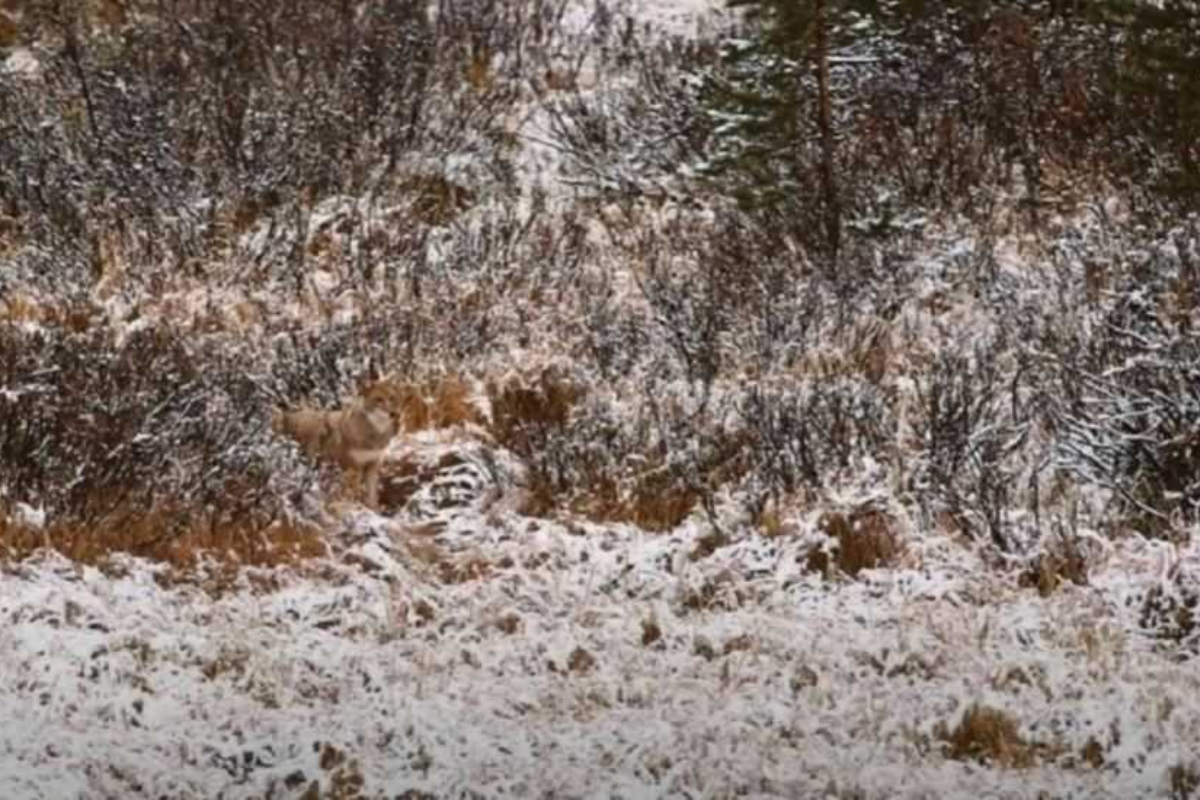 Será que você consegue encontrar o lobo escondido na neve em menos de 18 segundos?
