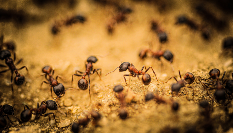 Confira os CINCO insetos mais consumidos no mundo