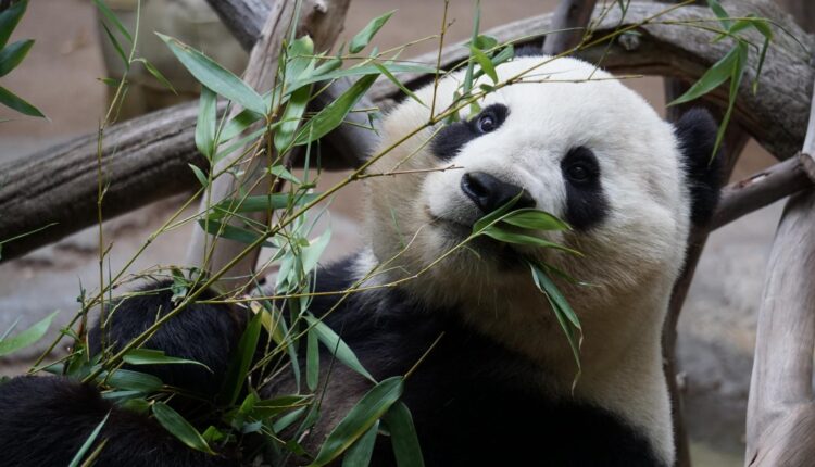 Pandas comendo bambu, Foto: Canva.