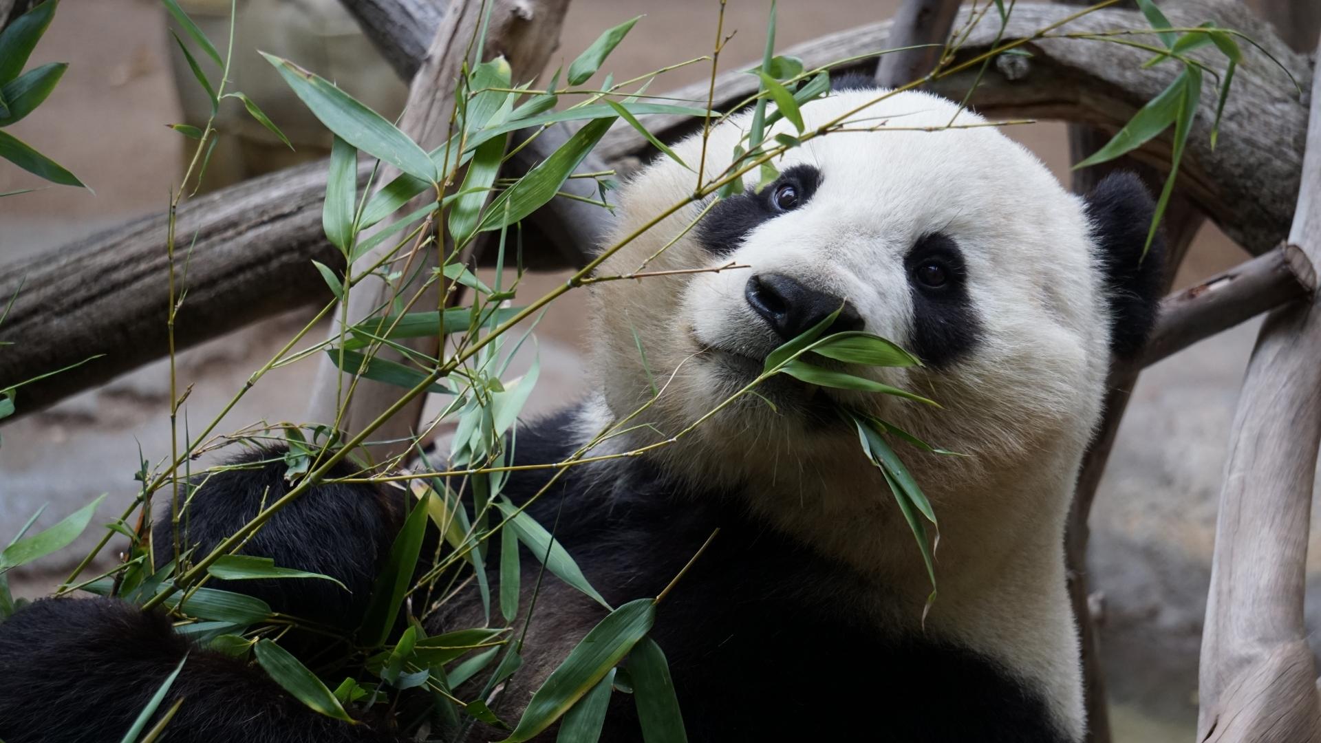 Pandas comendo bambu, Foto: Canva.