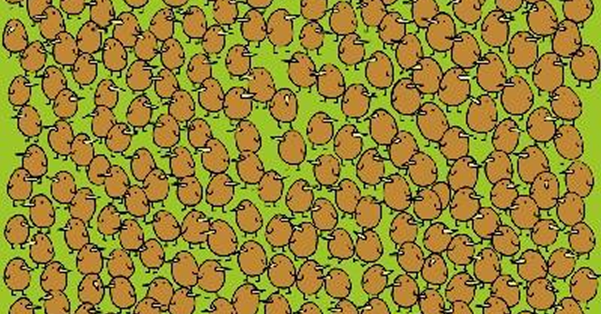Será que você consegue encontrar os 4 kiwis escondidos entre os pássaros em 22 segundos? Apenas gênios conseguem!
