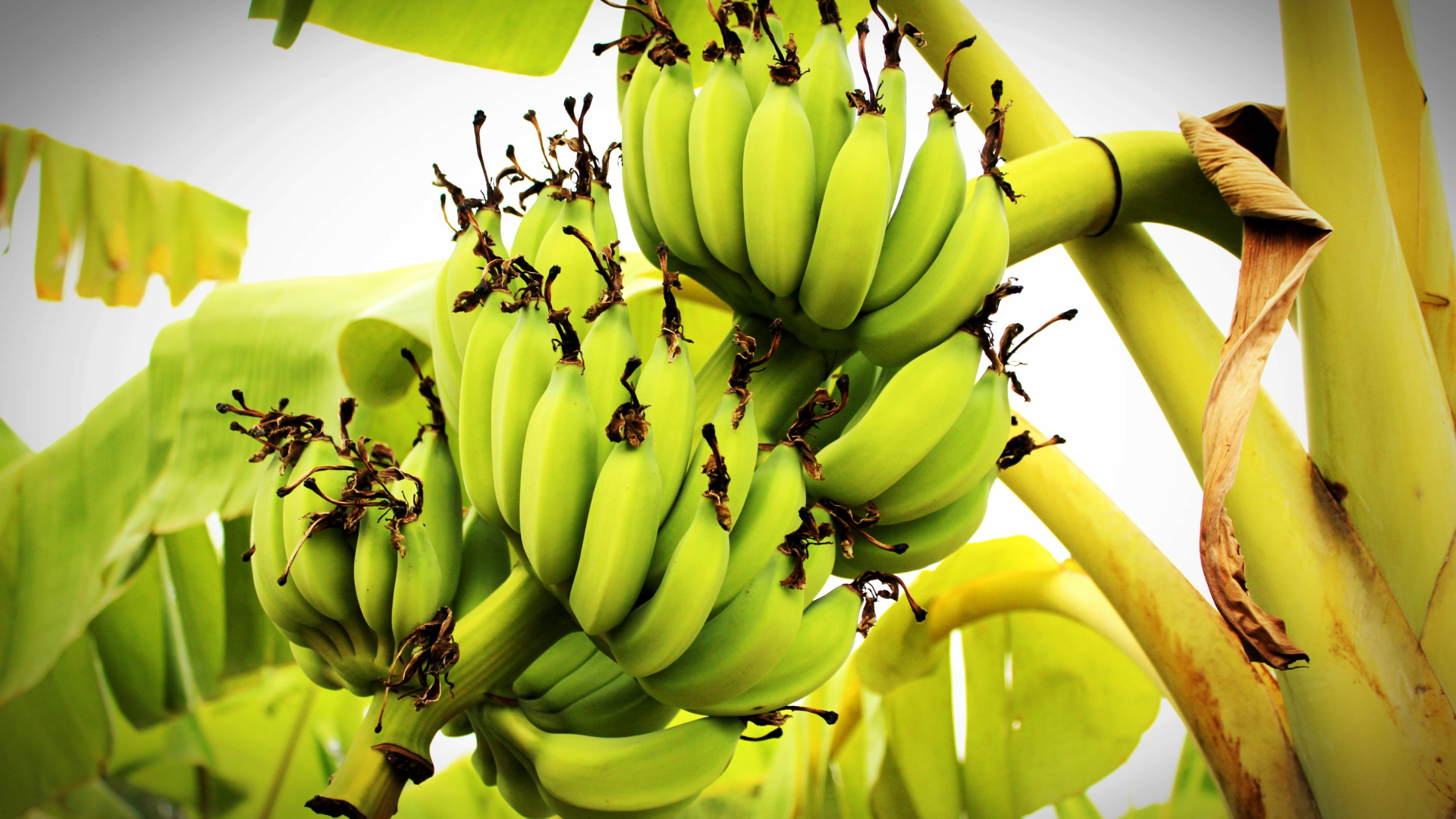 Banana verde ajuda a prevenir o câncer