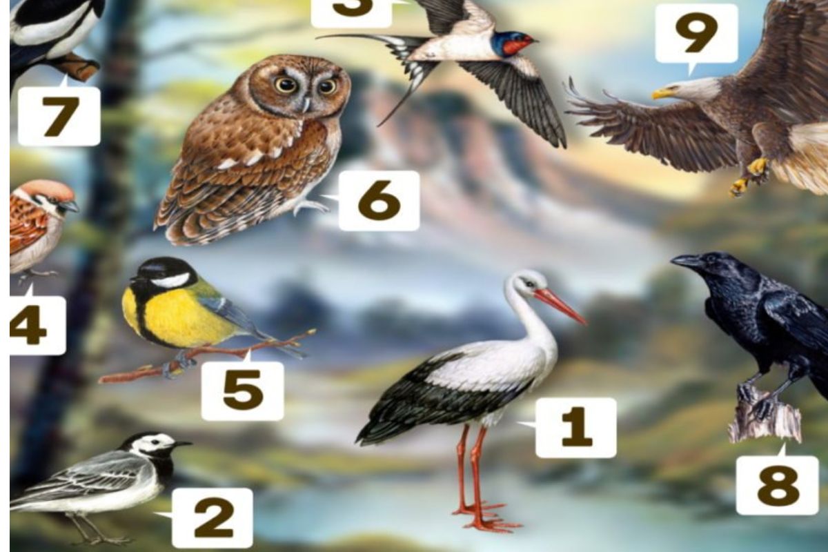 Teste de personalidade: escolha um dos pássaros e veja sua característica principal