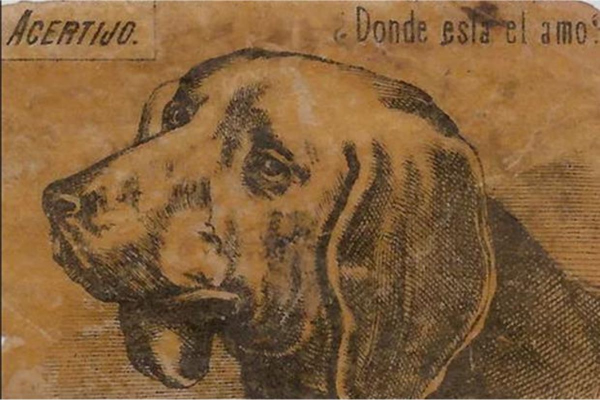Ilusão de ótica: você consegue encontrar o dono do cachorro?