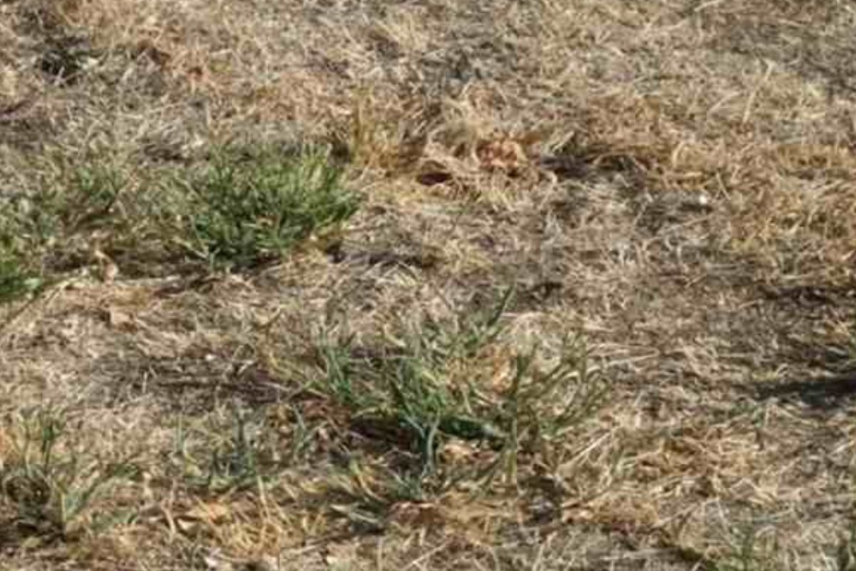 Existe uma cobra escondida na grama; você consegue encontrá-la?