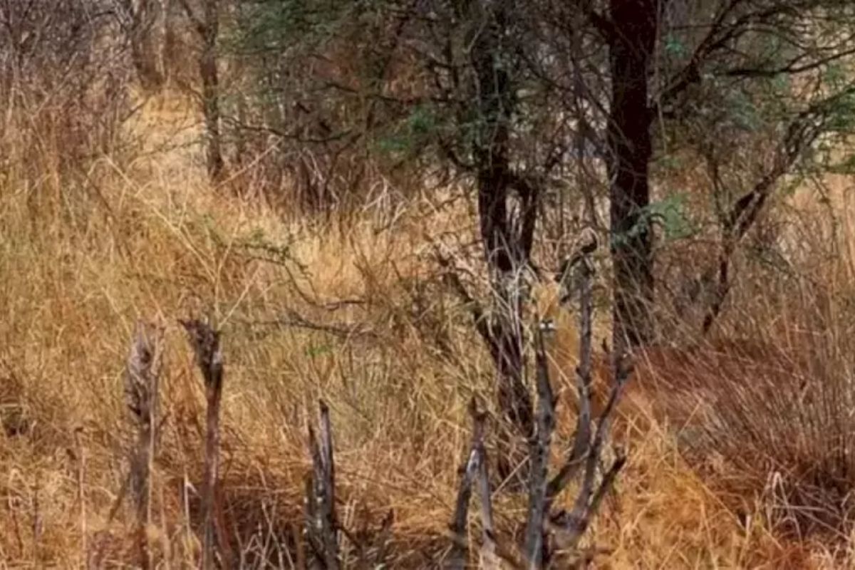 Você consegue encontrar o cervo escondido nesta foto em 20 segundos?