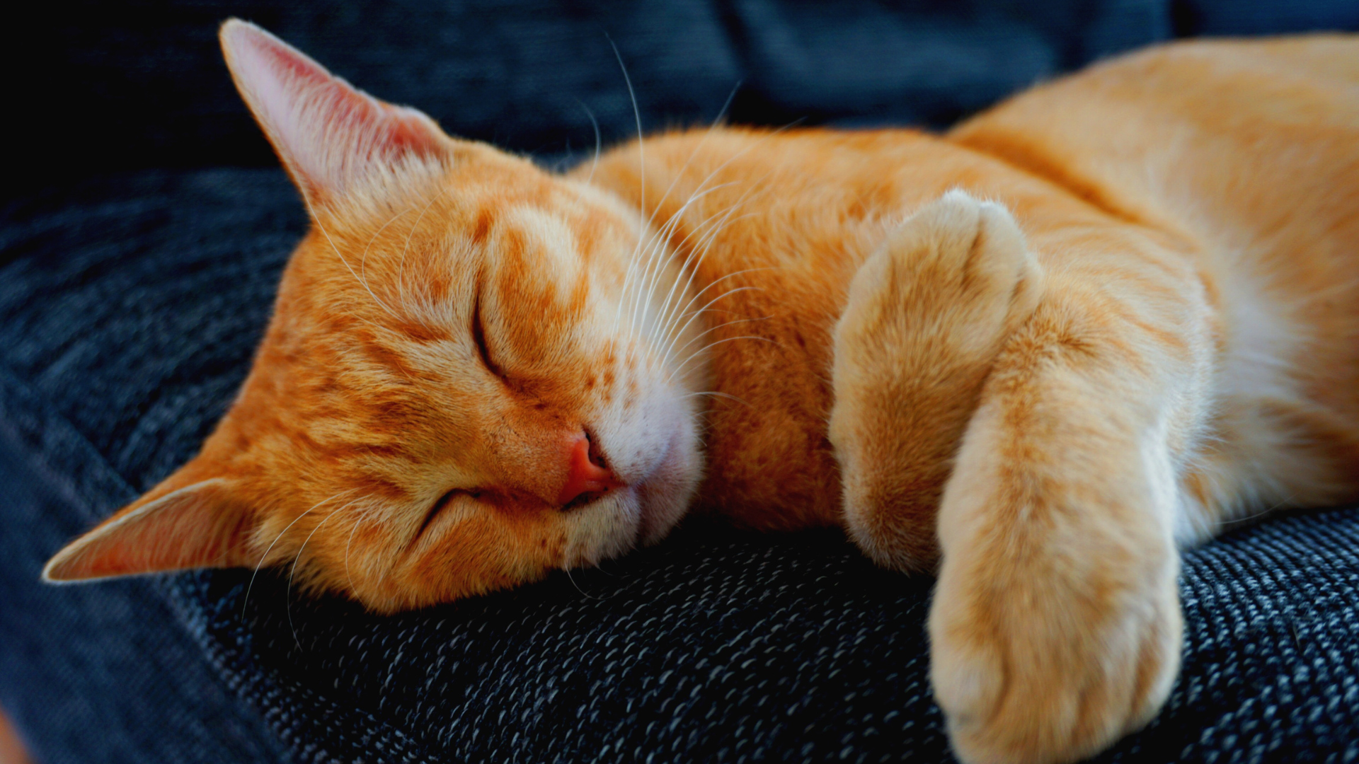 Fatos relevantes sobre os gatos laranja