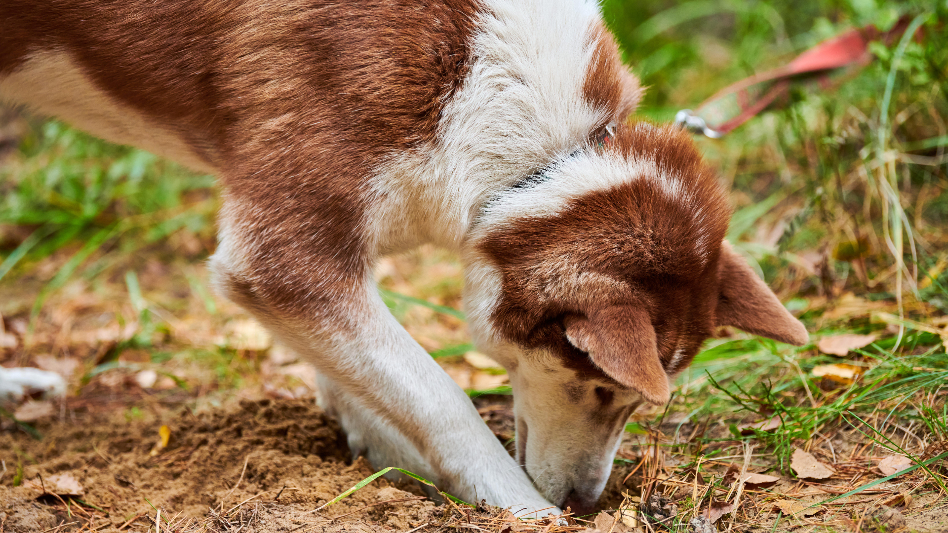 Cães de escavação: conheça a turma que é o terror dos jardins