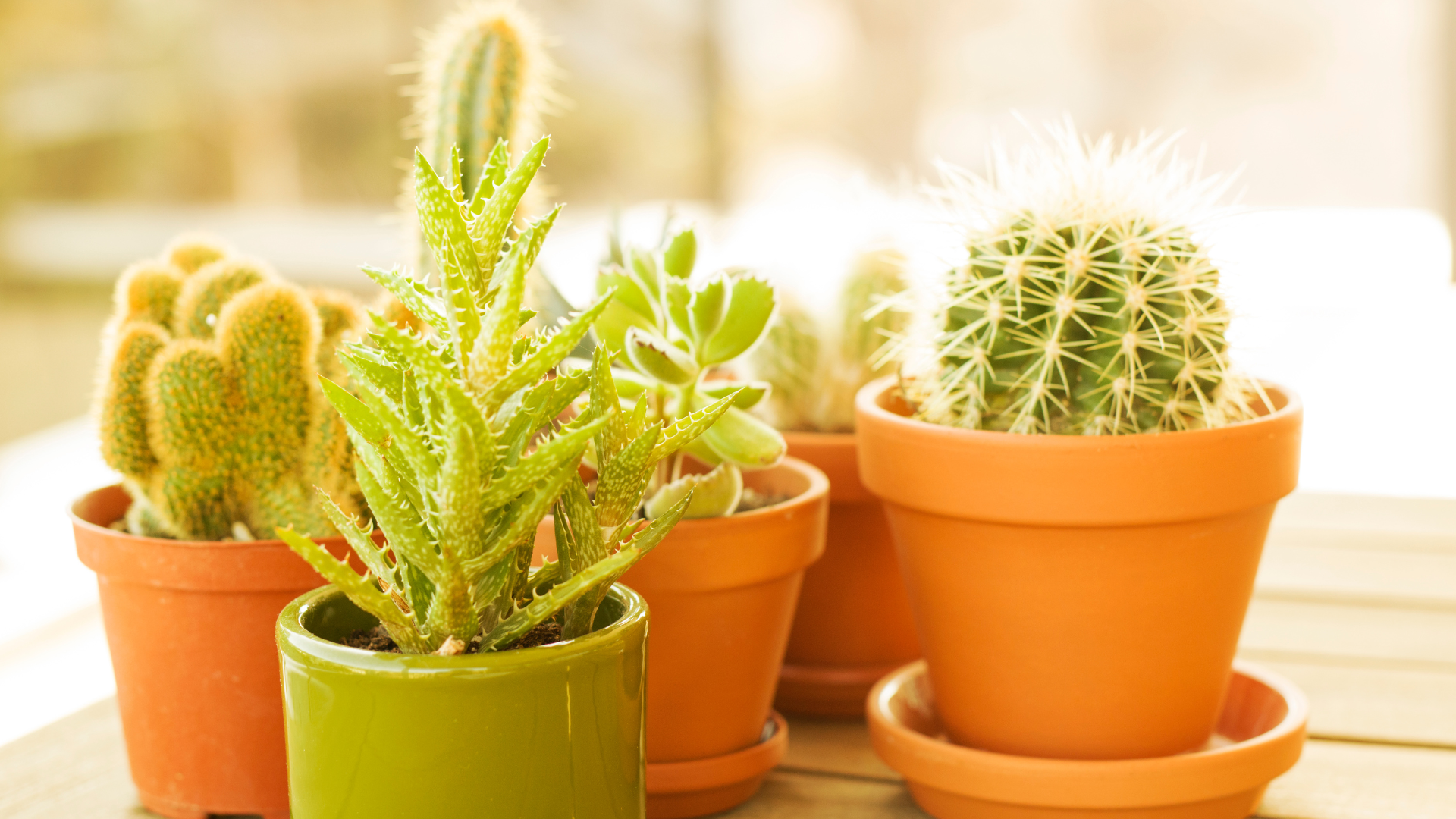 5 plantas que trazem azar para NÃO se ter dentro de casa