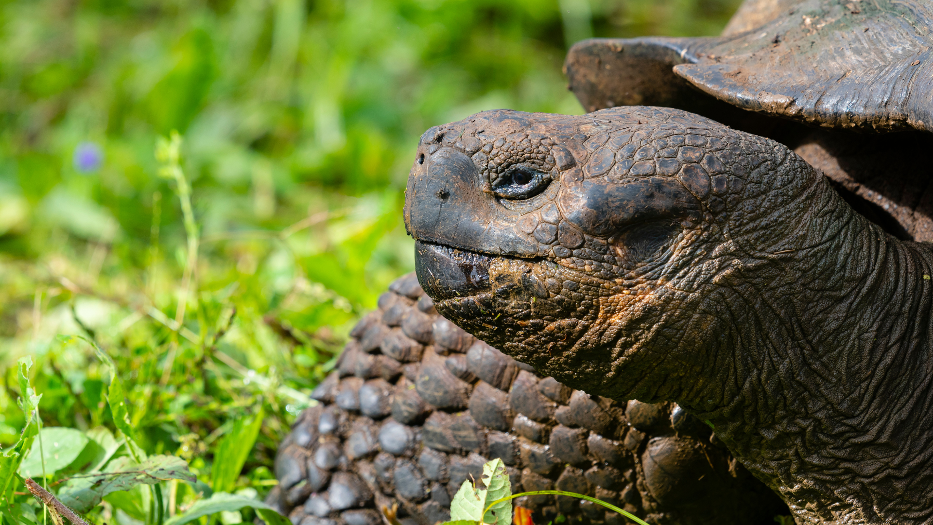 Tartaruga gigante considerada extinta é encontrada em Galápagos