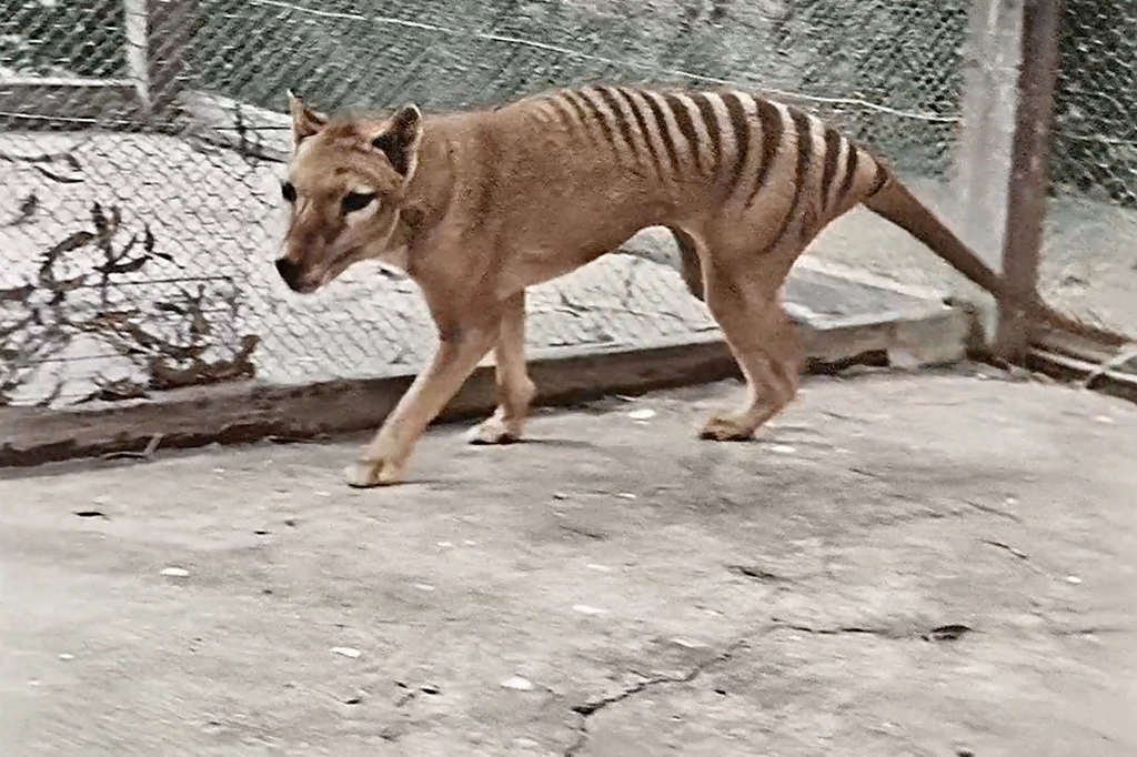 Cientistas querem recriar em laboratório o extinto Tigre-da-Tasmânia