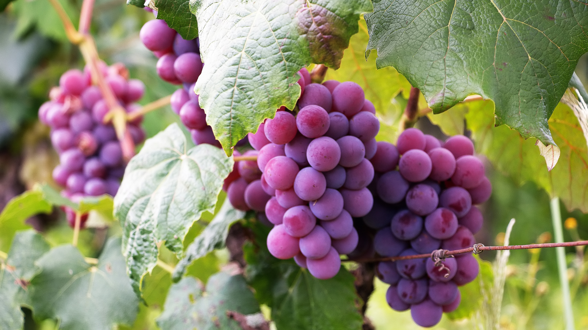 Impactos do consumo de uva.