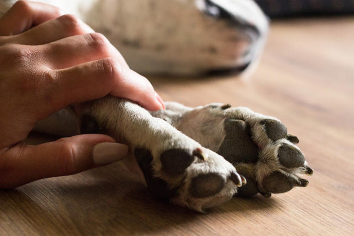 Cuidado com seu pet! Mais de 50 cães morrem após ingerir petiscos tóxicos