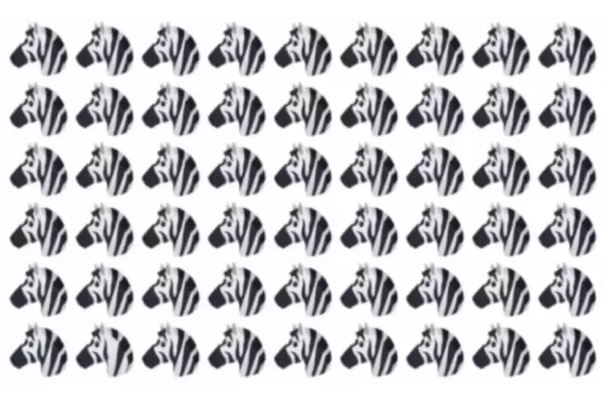 Você consegue encontrar a zebra diferente?
