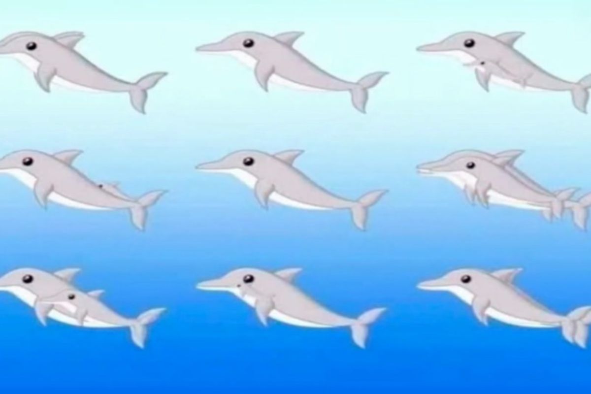 Quantos golfinhos você consegue localizar na imagem?