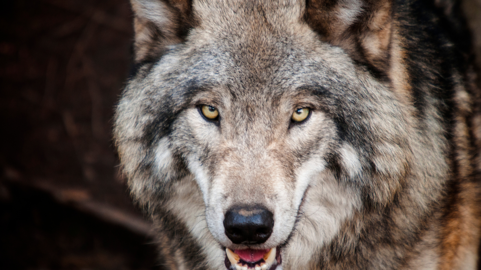 Lobos realmente podem se apegar a humanos como cães