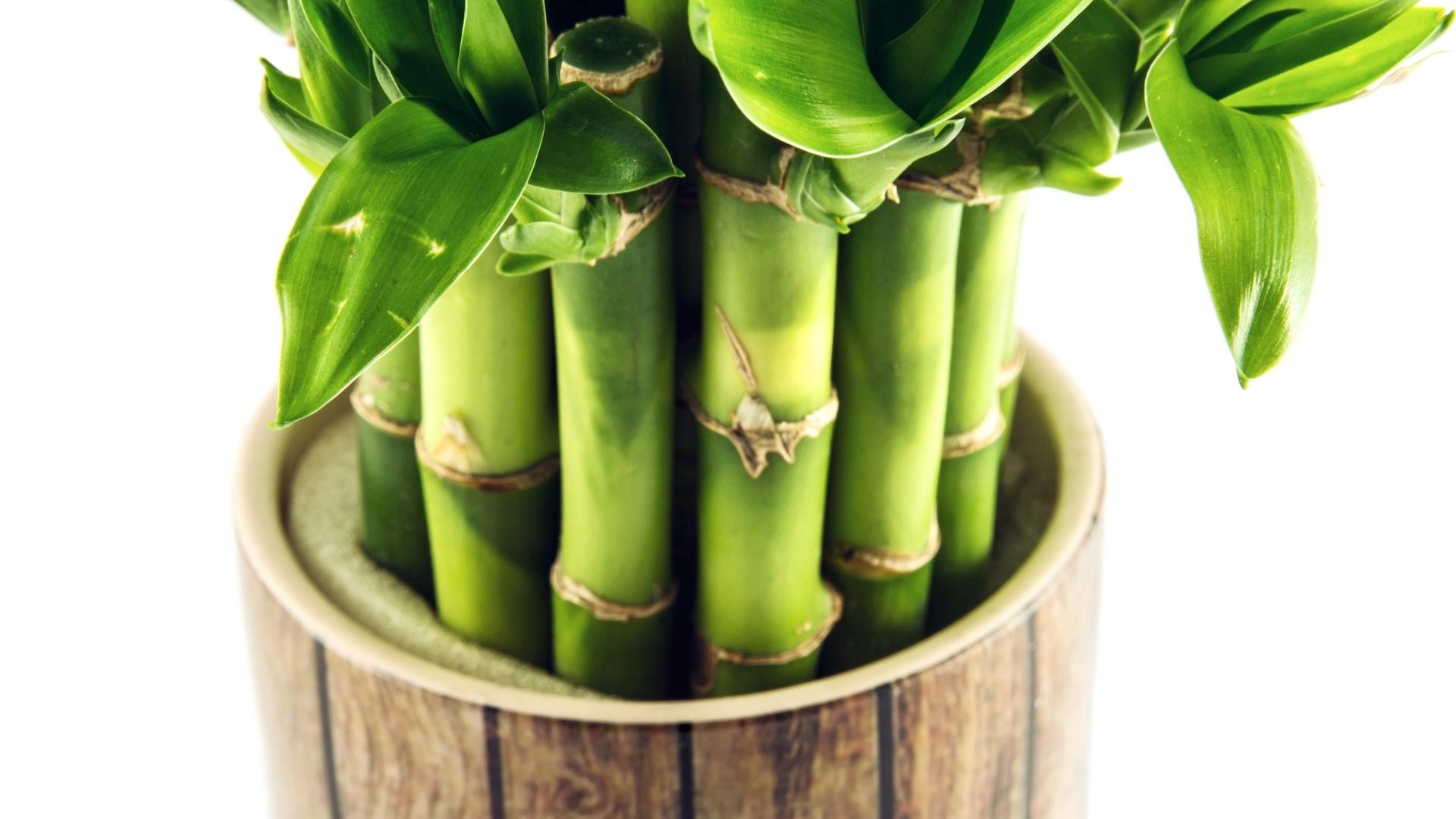 Proteja sua casa e atraia a sorte com algumas dessas plantas