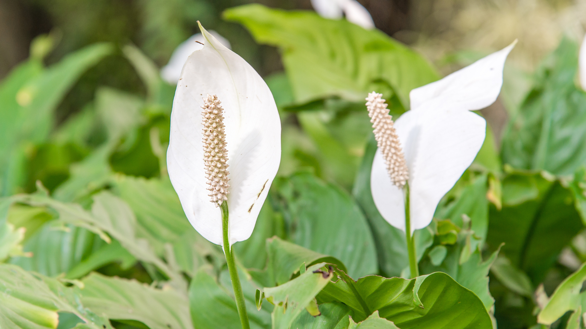 3 plantas que contribuem para um bom sono