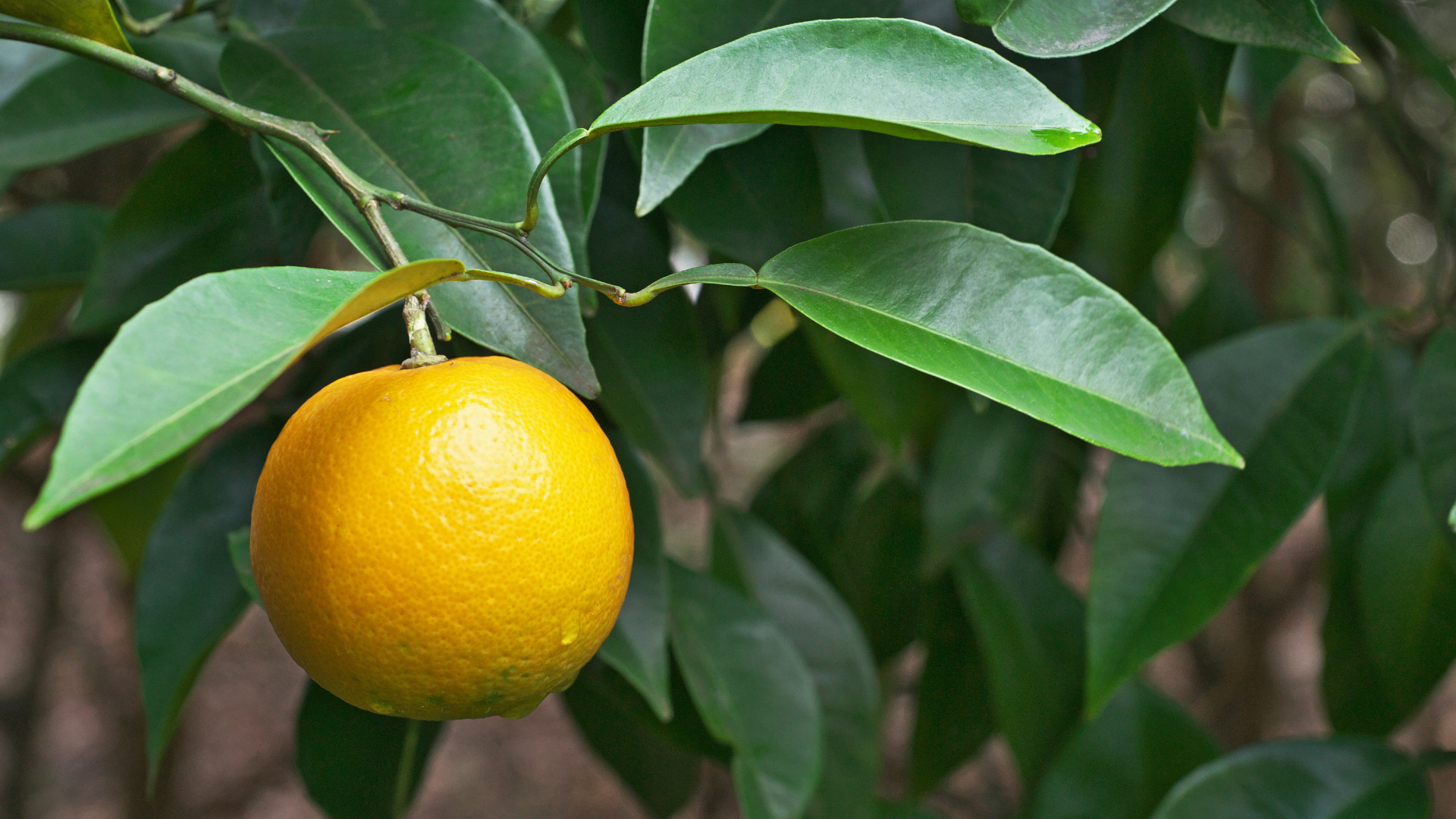 Quais os principais benefícios da folha de laranjeira