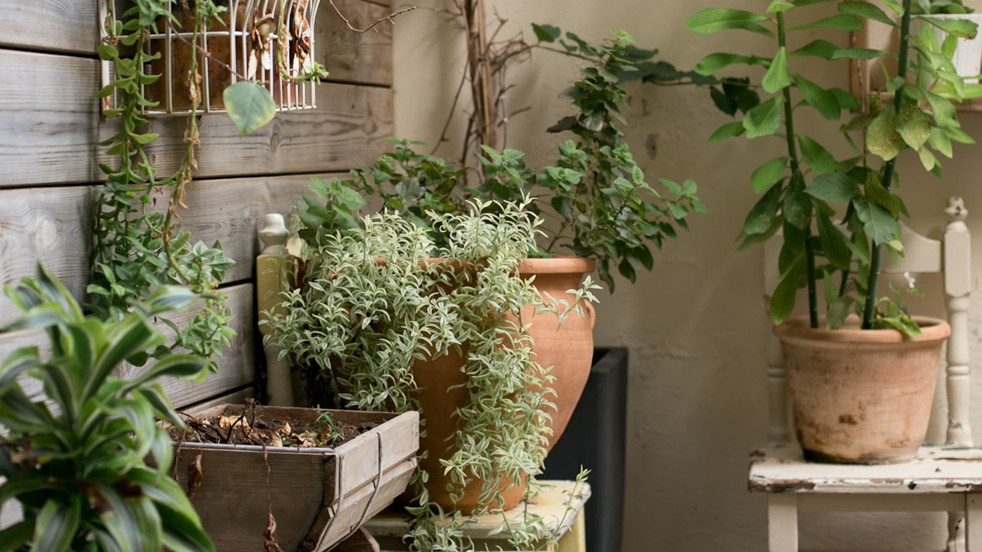 O ar pode estar sendo alterado pela descarga elétrica que as plantas fazem