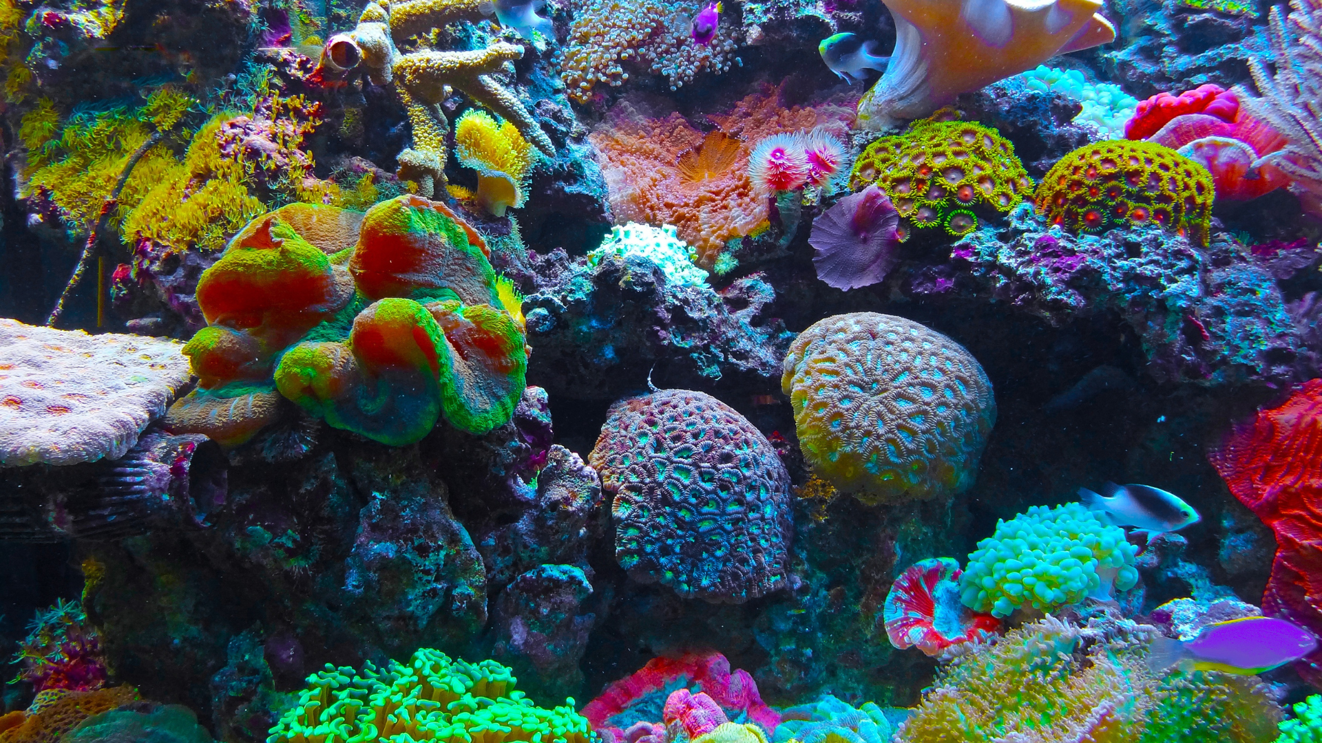 Maior recife de corais do mundo.